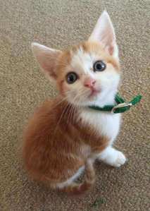 Pippi the Rescue Kitty