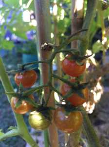 My tomato tree