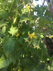 tomato flowers