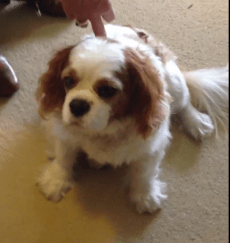 Demonstration of Reconnective Healing - Animal Healing