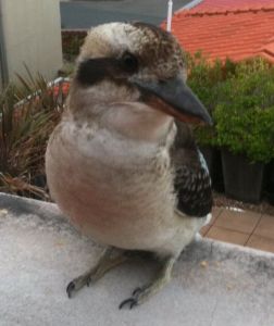 Animal Mentors Kookaburra