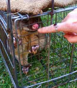 Animal Mentors Possum